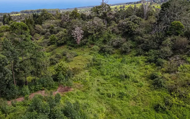 a view of a forest with a street