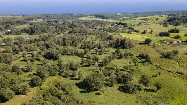 a view of a city with lush green forest