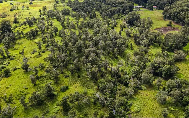 a view of a lush green forest
