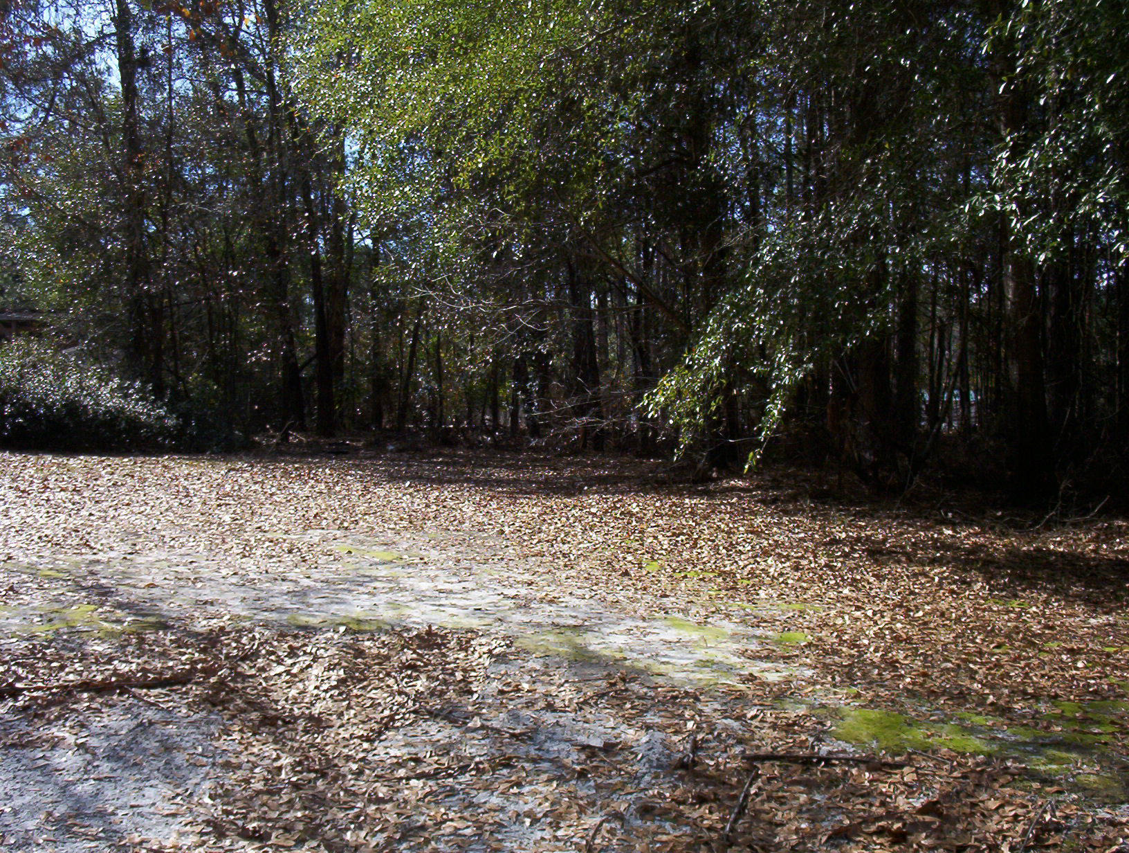 0 Waverly Road Walterboro, SC 29488 - Photo 3 of 6 100_1154