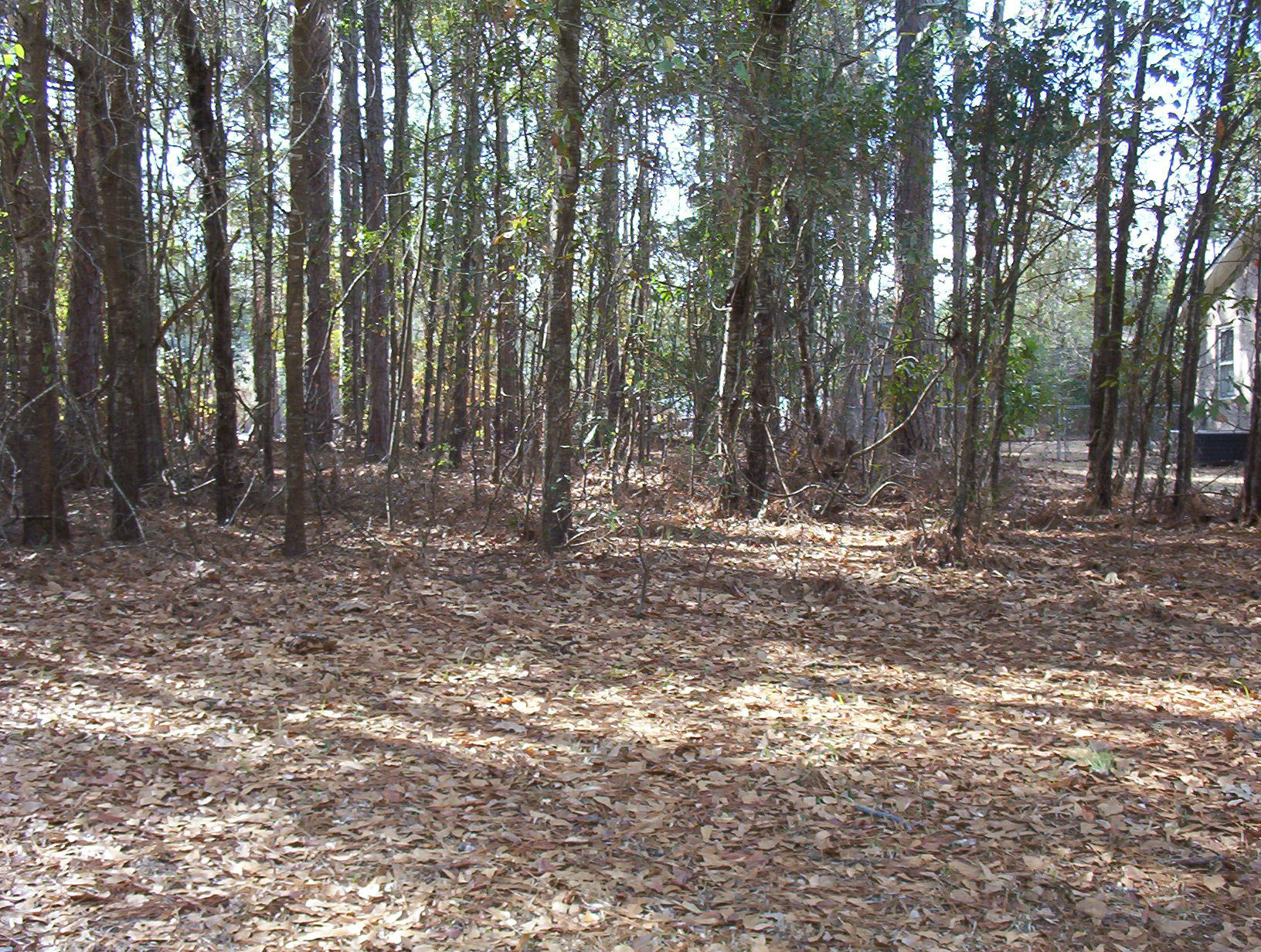 0 Waverly Road Walterboro, SC 29488 - Photo 4 of 6 100_1155