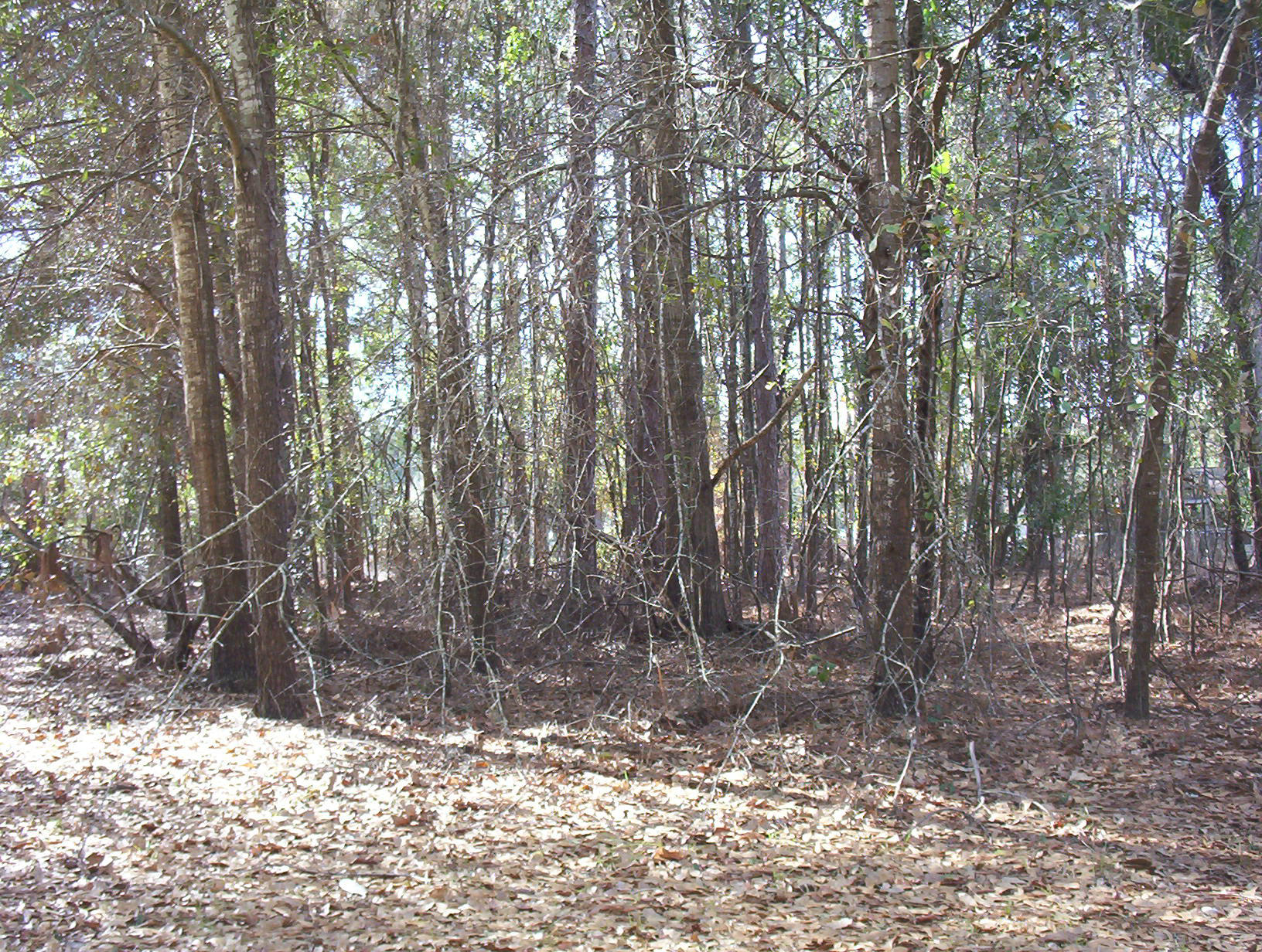 0 Waverly Road Walterboro, SC 29488 - Photo 5 of 6 100_1156