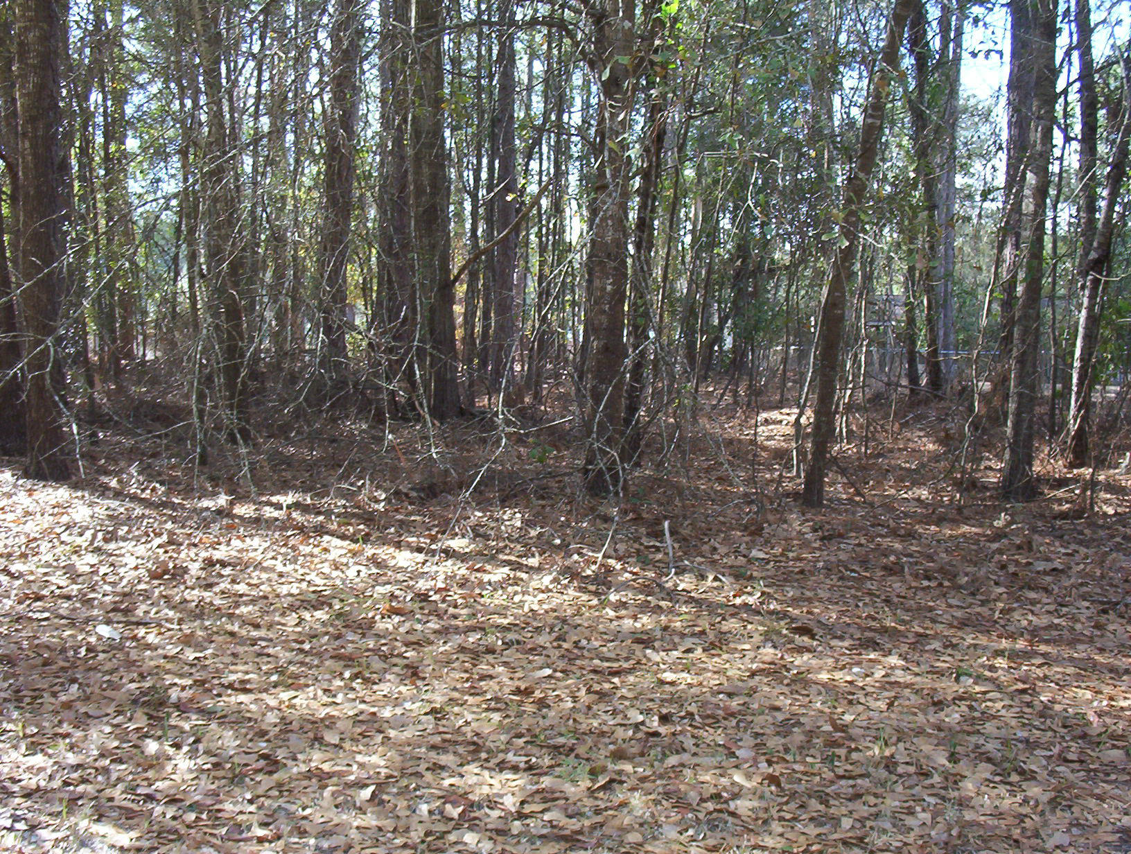0 Waverly Road Walterboro, SC 29488 - Photo 6 of 6 100_1157
