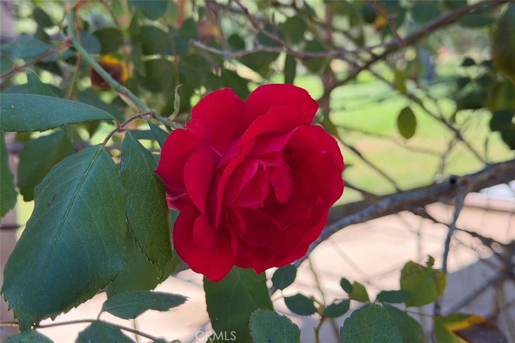 4949 Indian Peak Road Mariposa, CA 95338 - Photo 47 of 56