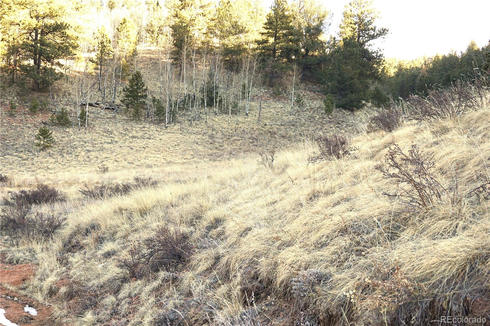a view of a dry yard with trees