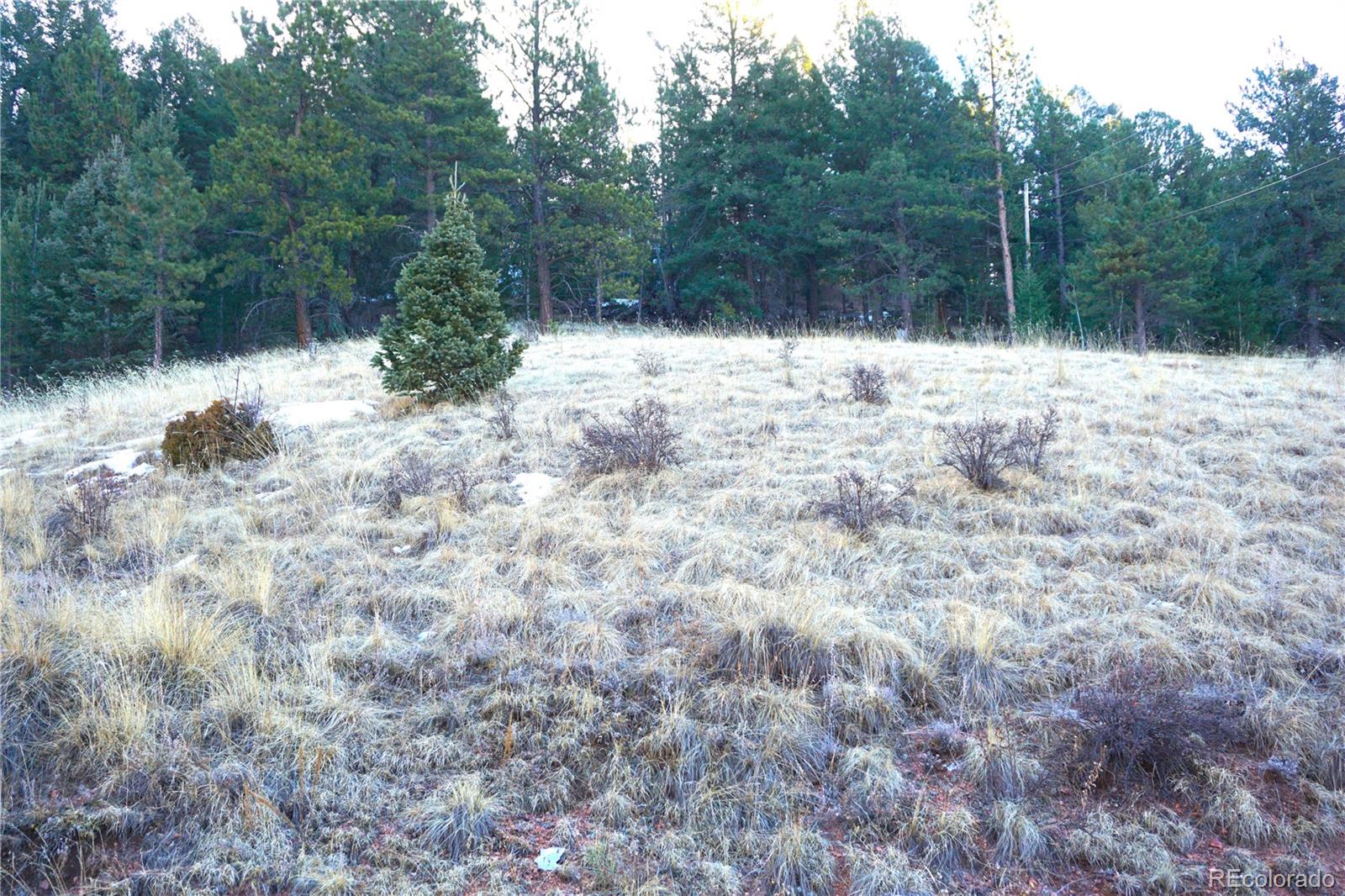 637 Valley Road Divide, CO 80814 - Photo 11 of 11 a view of side of green and trees