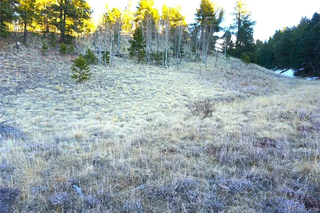a view of a forest with trees in the background