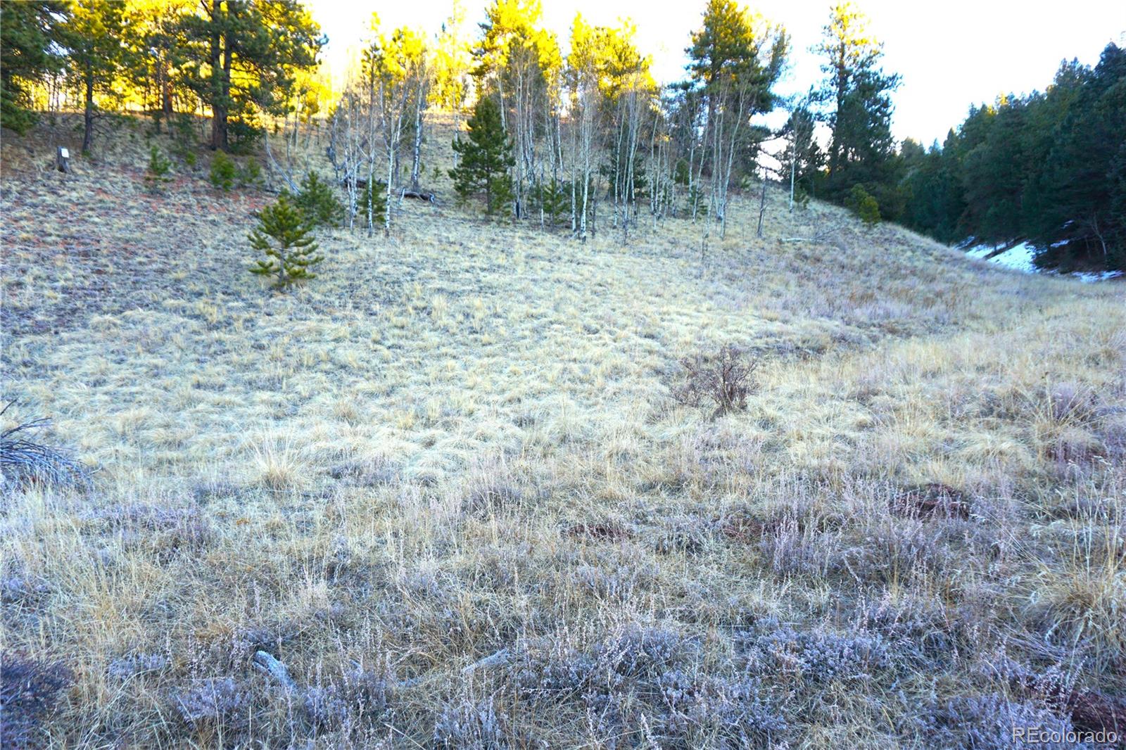 637 Valley Road Divide, CO 80814 - Photo 7 of 11 a view of a forest with trees in the background