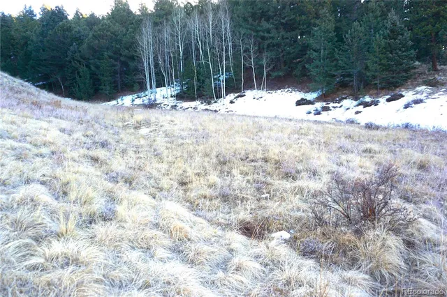 a view of a backyard of a house with a large tree