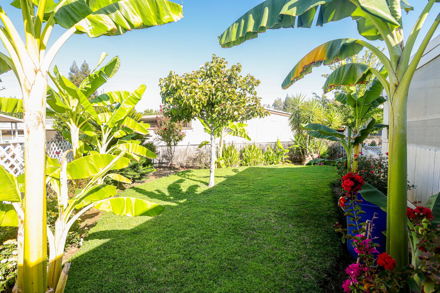 1300 West Olson Avenue, Unit 61 Reedley, CA 93654 - Photo 18 of 20 a view of a flower in a yard