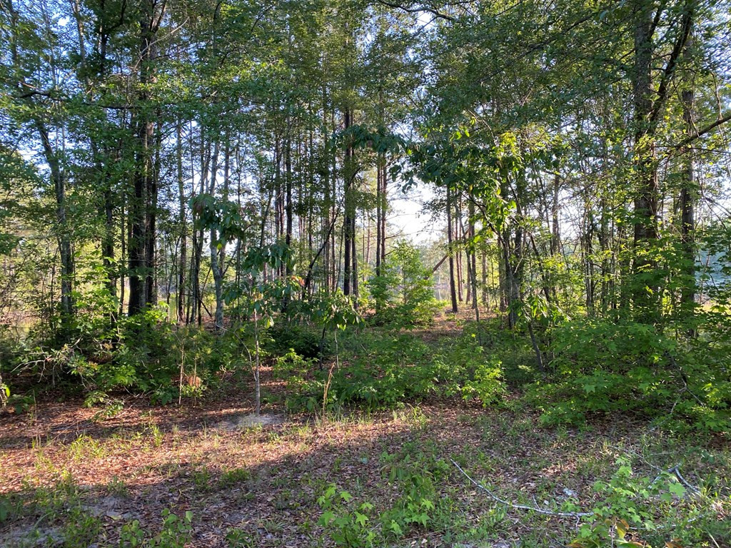 Tbd Indian Trail Road Sylvania, GA 30467 - Photo 7 of 12