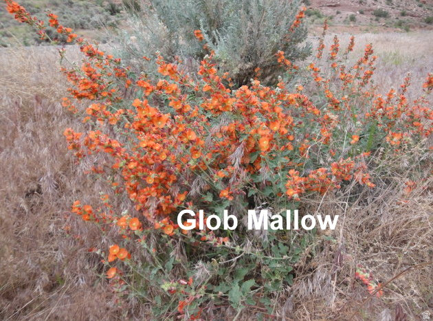 3366 Thompson Cyn Road, Unit B Green River, UT 84525 - Photo 8 of 17 This property dances with color from the wild flowers. Glob Mallow bloom in the spring and fall. How nice!
