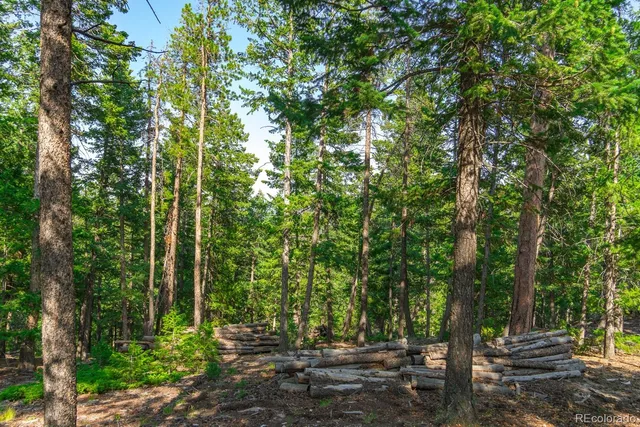 a view of a forest with trees