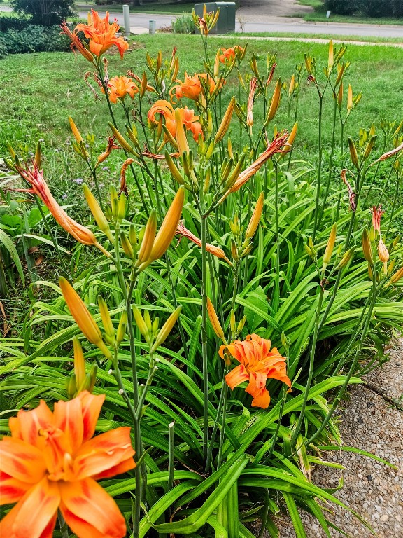 3618 Quiette Drive Austin, TX 78754 - Photo 29 of 31 a view of a plants in a garden