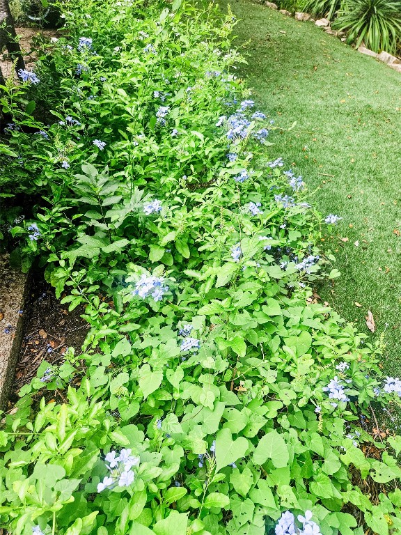 3618 Quiette Drive Austin, TX 78754 - Photo 30 of 31 a view of a plant in a garden