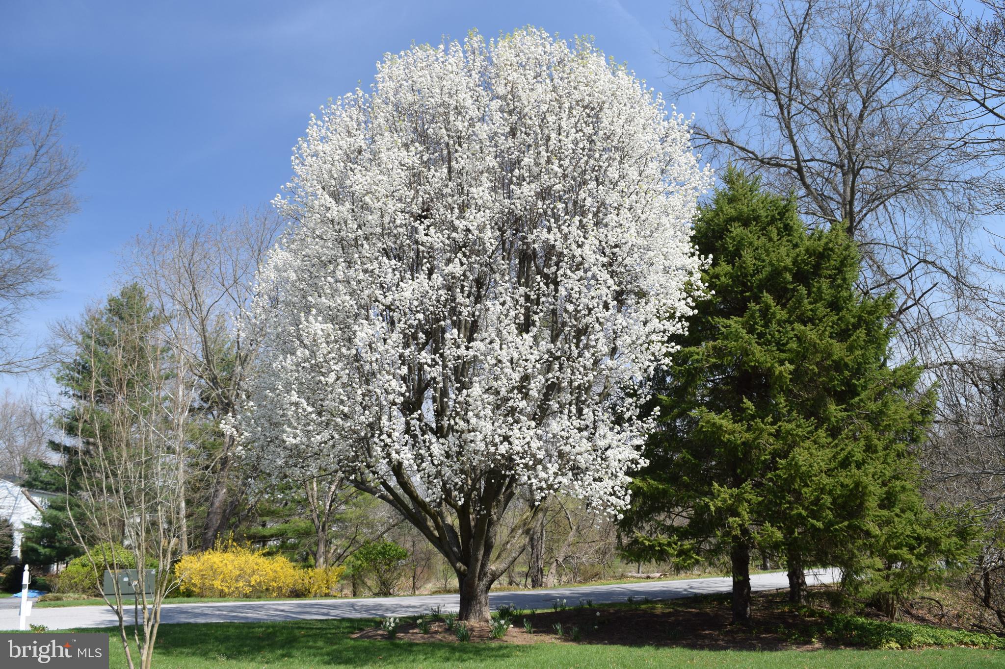 9421 Dunloggin Road Ellicott City, MD 21042 - Photo 50 of 56 Trees in bloom