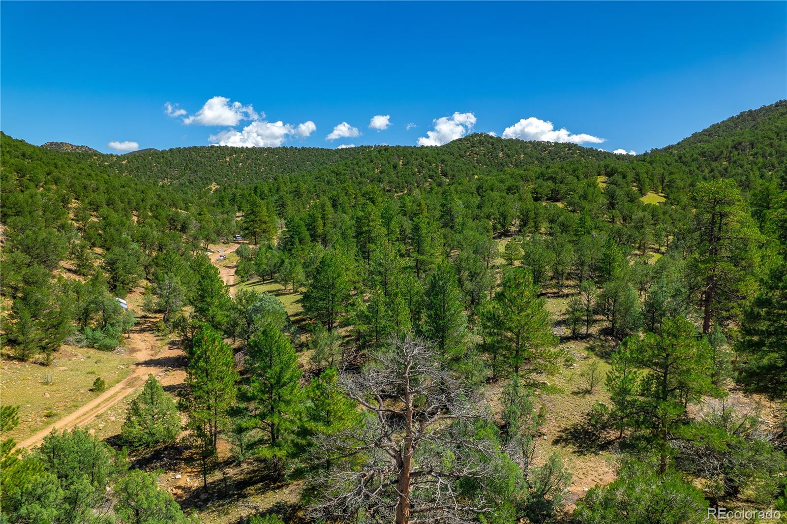 Lot 9 Sundance Road Cotopaxi, CO 81223 - Photo 28 of 32 a view of a big yard with a large tree and plants