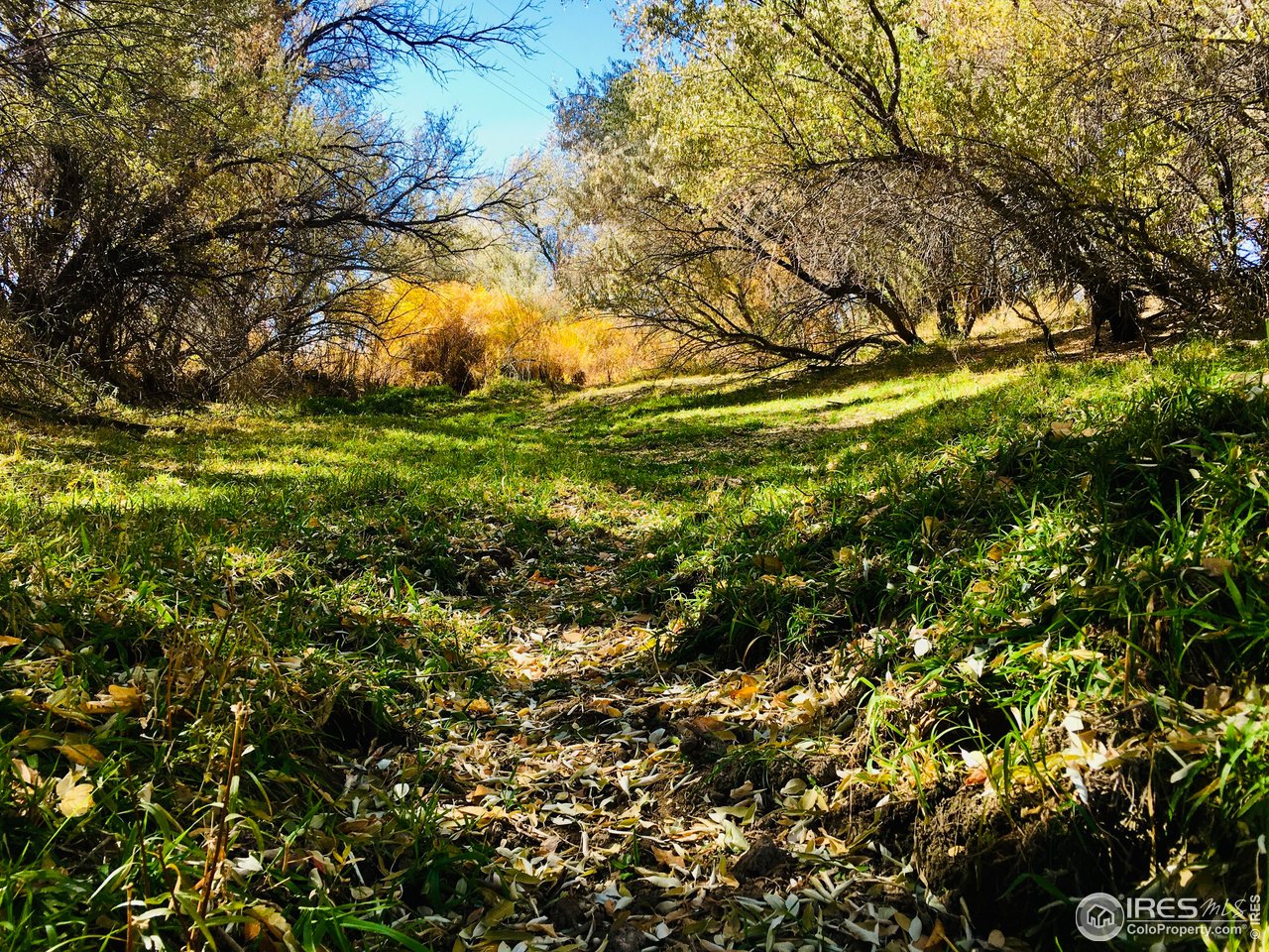 55999 Highway 318 Maybell, CO 81640 - Photo 37 of 50 a view of a tree with lots of trees