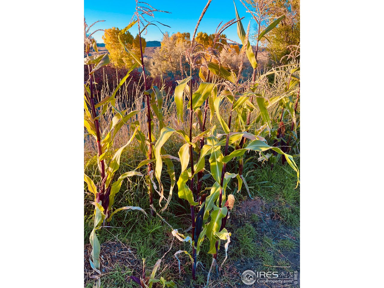 55999 Highway 318 Maybell, CO 81640 - Photo 43 of 50 a close up of a plant