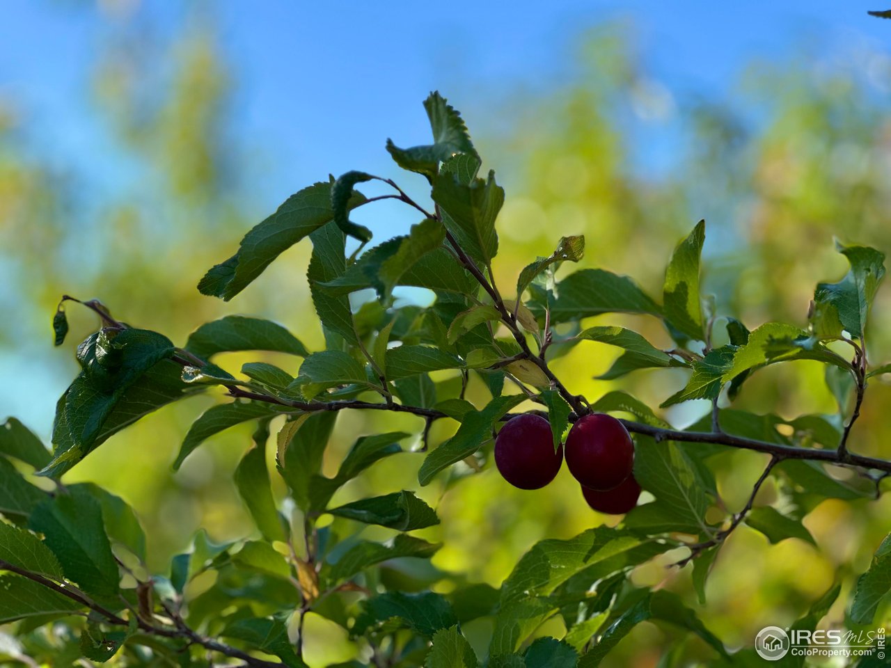 55999 Highway 318 Maybell, CO 81640 - Photo 8 of 50 a view of a flower