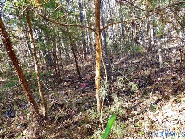 a view of a forest