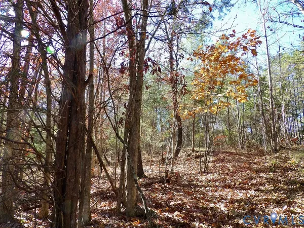 a view of a yard with a tree