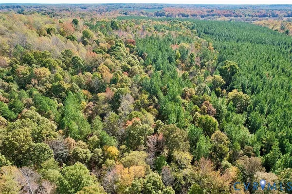 a view of a forest with trees in the background