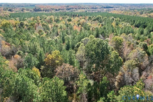 a view of a forest with a tree