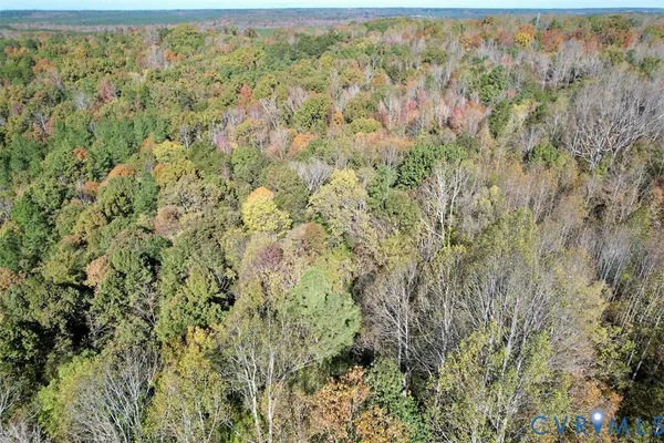 a view of a lush green forest