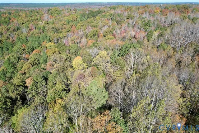 a view of a lush green forest