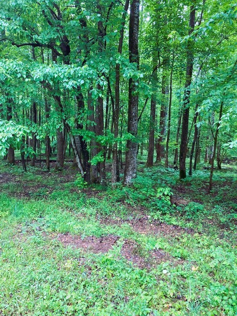 0 Hargrove Road West Dickson, TN 37055 - Photo 21 of 23 a view of a garden with plants and large trees