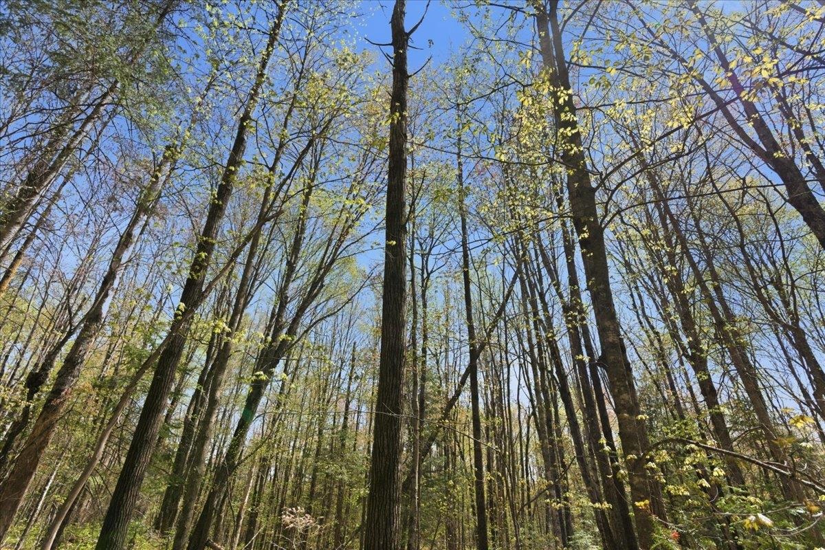 W585 Strucker Road Ogema, WI 54459 - Photo 29 of 55