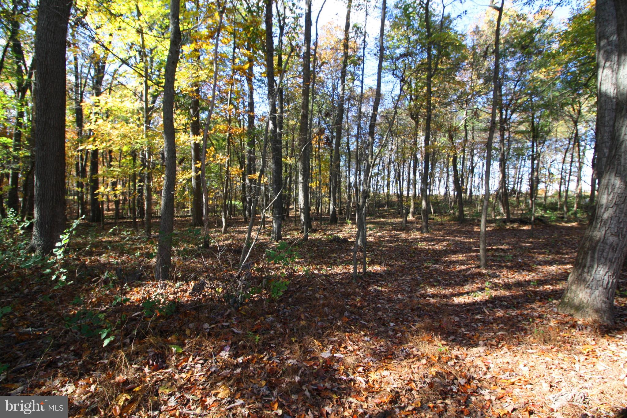 21008 Keeney Mill Road Freeland, MD 21053 - Photo 71 of 75 Back Woods