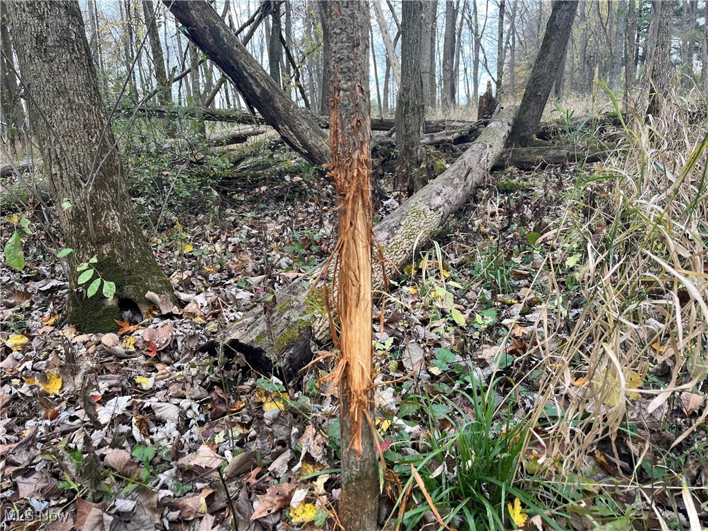 Prairie Lane Road Wooster, OH 44691 - Photo 22 of 28 View of local wilderness