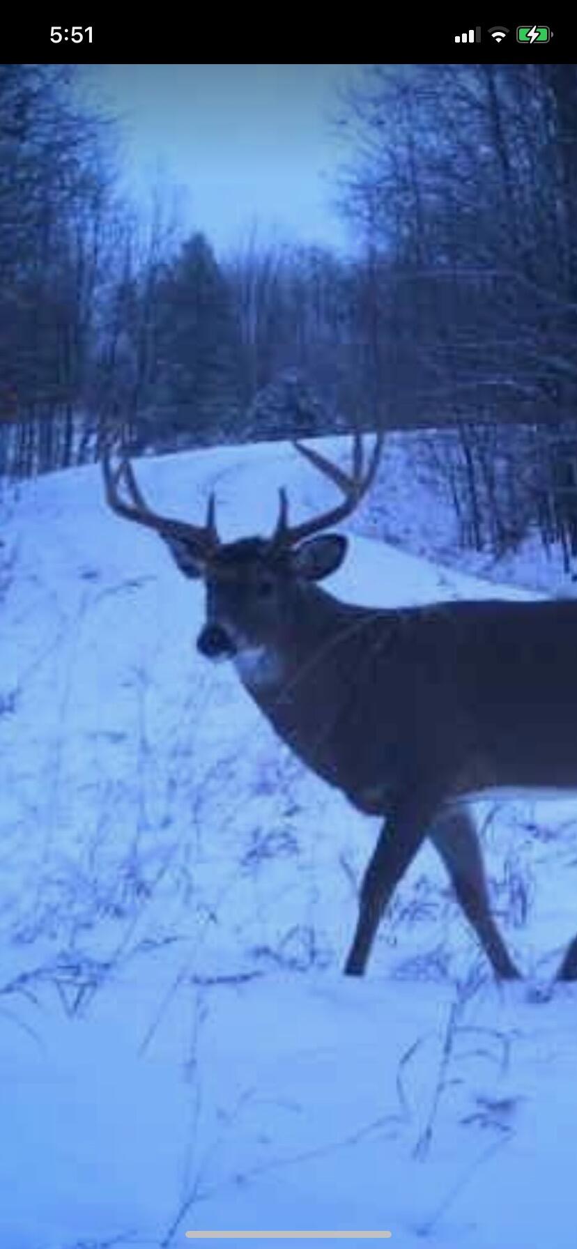 5858 Outback Ridge Manistee, MI 49660 - Photo 26 of 49 Abundant wildlife