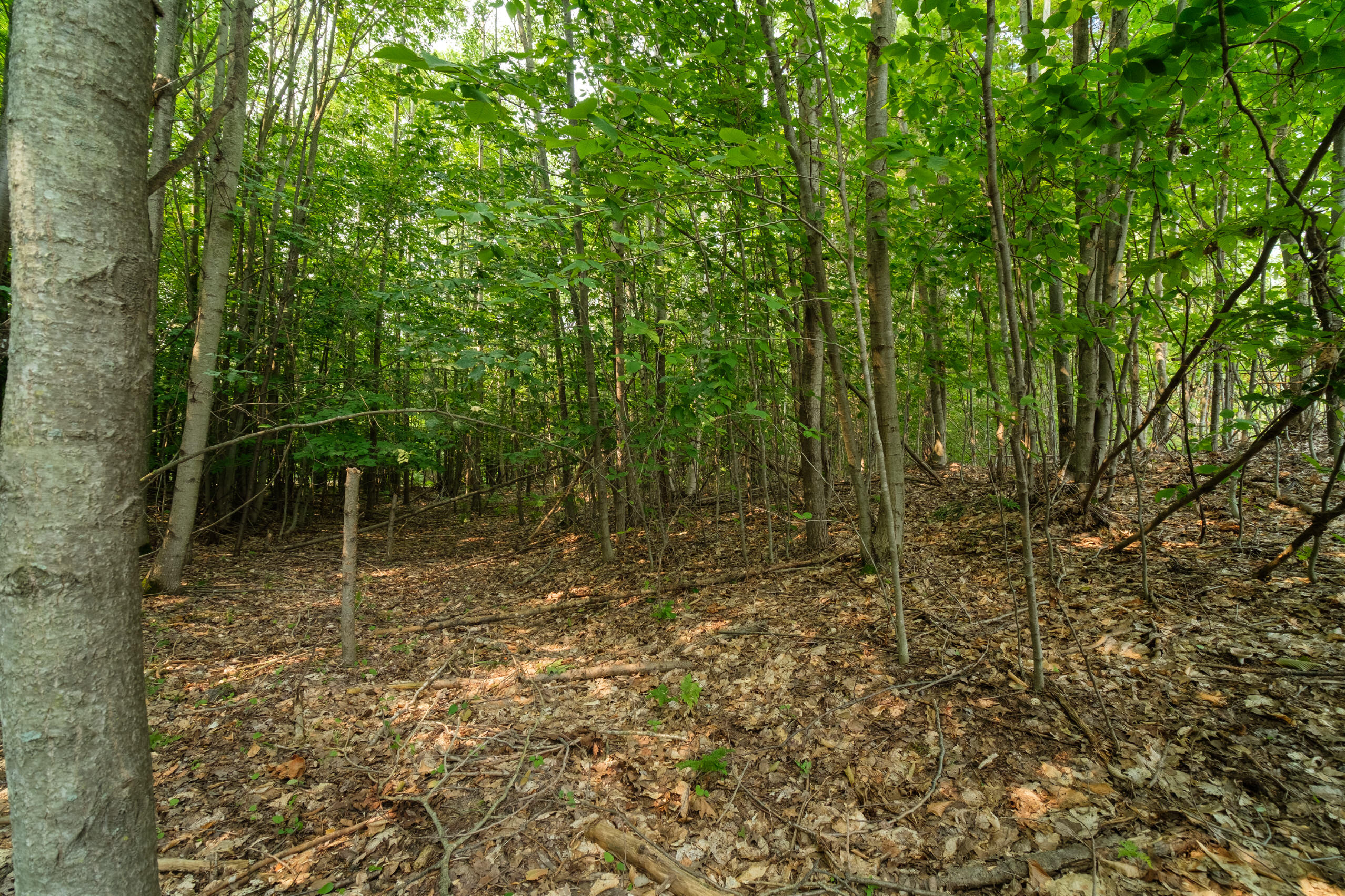 5858 Outback Ridge Manistee, MI 49660 - Photo 34 of 49 Property views