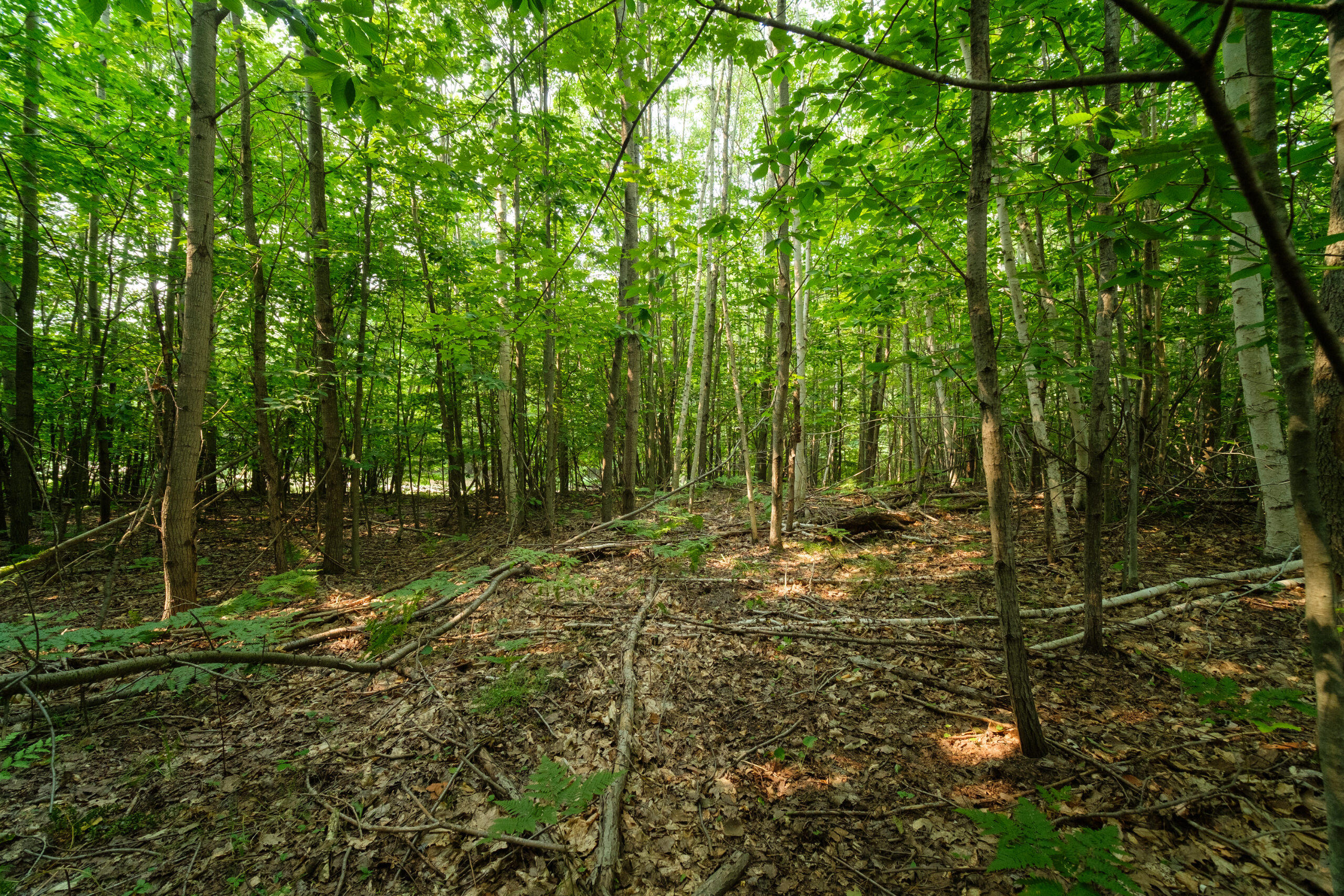 5858 Outback Ridge Manistee, MI 49660 - Photo 35 of 49 Property views