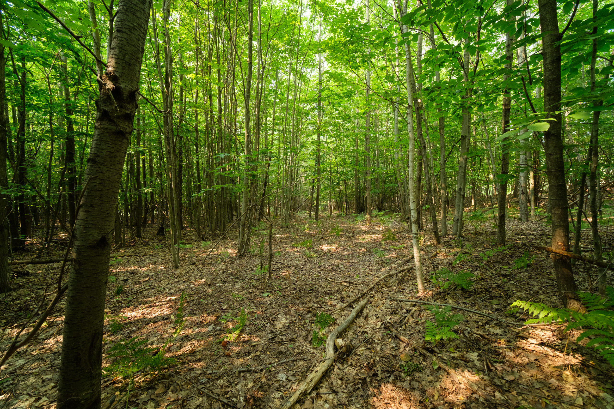 5858 Outback Ridge Manistee, MI 49660 - Photo 6 of 49 Wooded areas