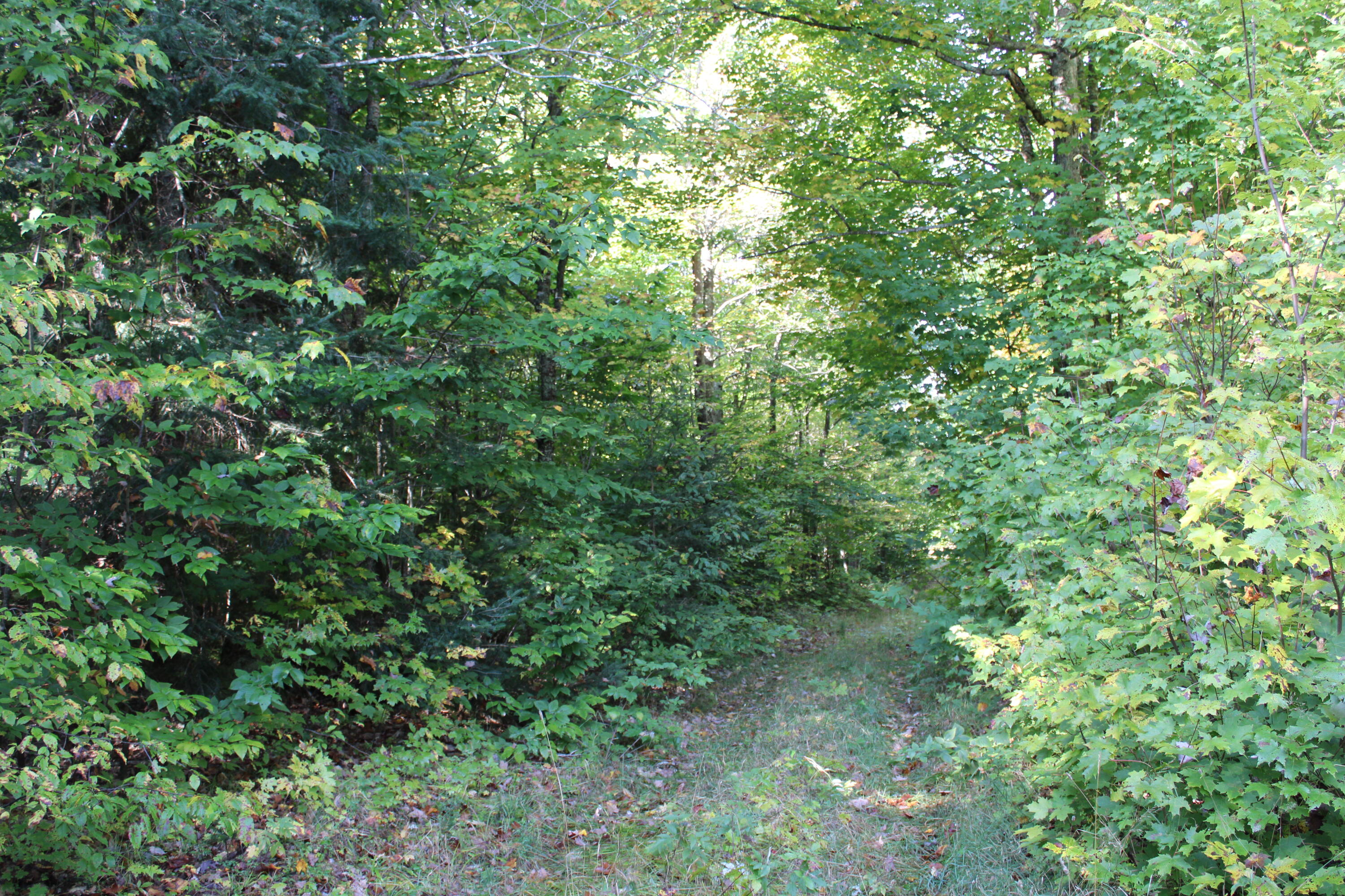 0 County Rd H-58 Seney, MI 49883 - Photo 13 of 13 Gallery Image 13