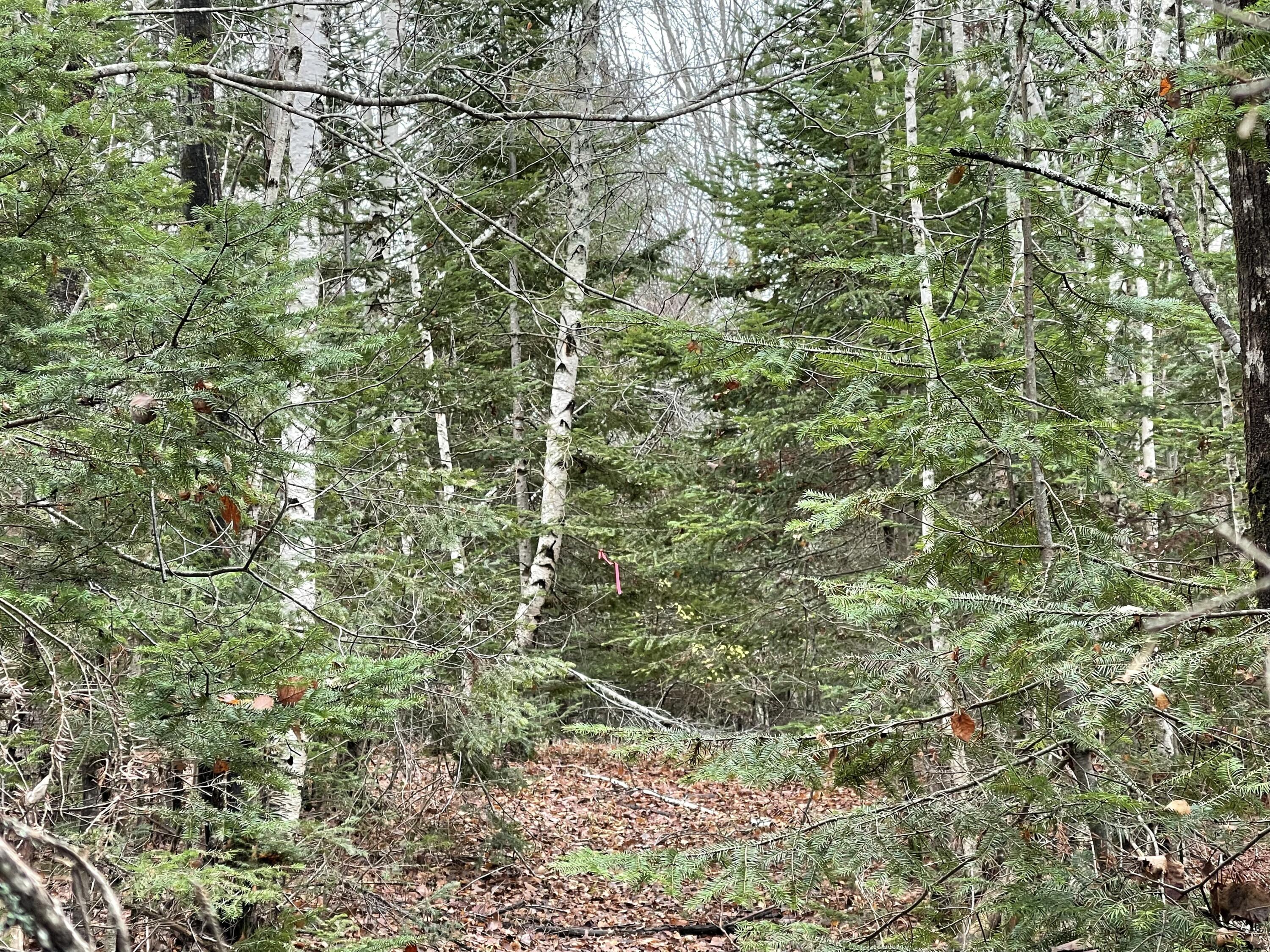 194 East Gulch Road Thorndike, ME 04986 - Photo 2 of 19 194 Gulch Road