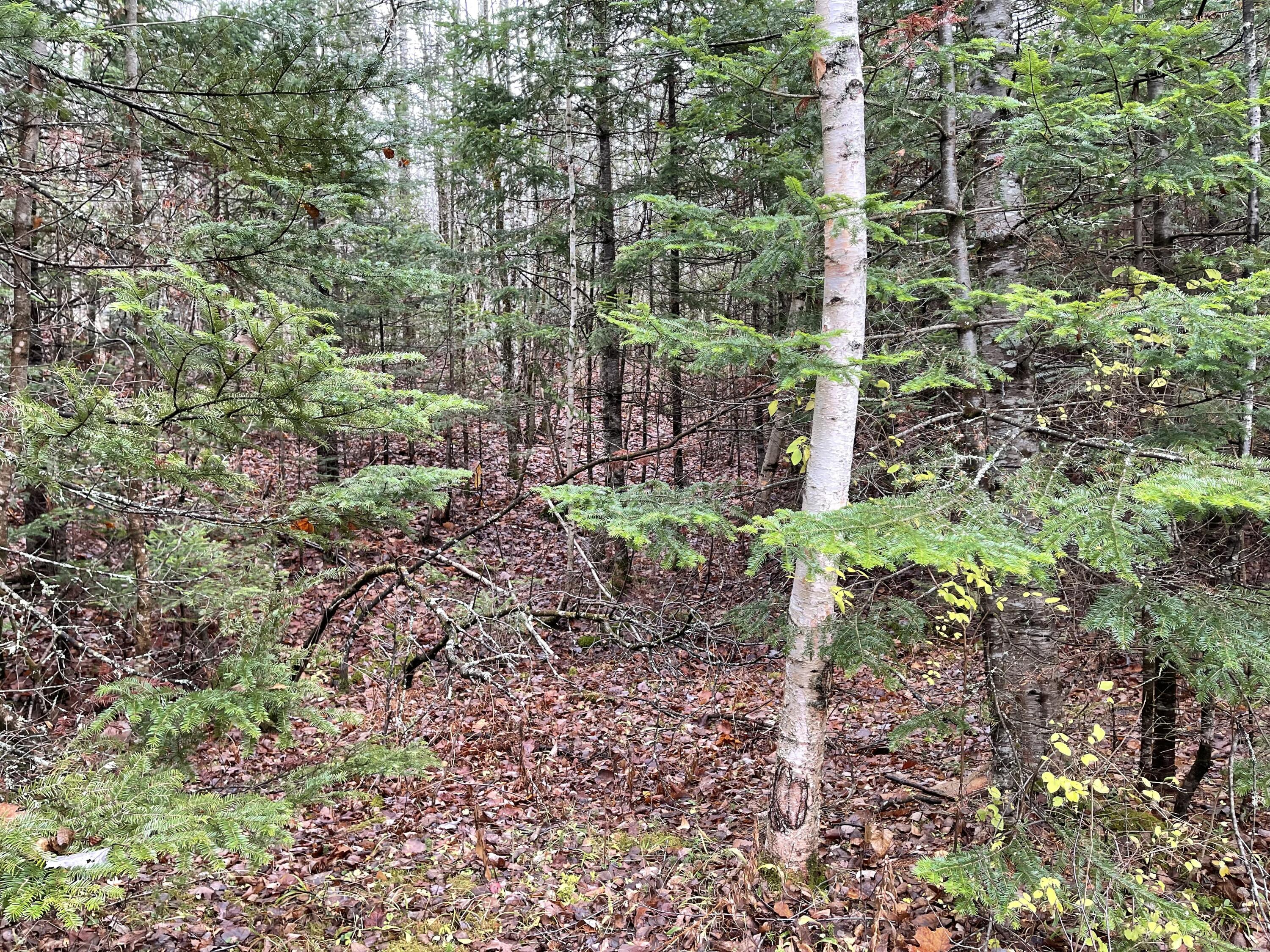 194 East Gulch Road Thorndike, ME 04986 - Photo 7 of 19 194 Gulch Road