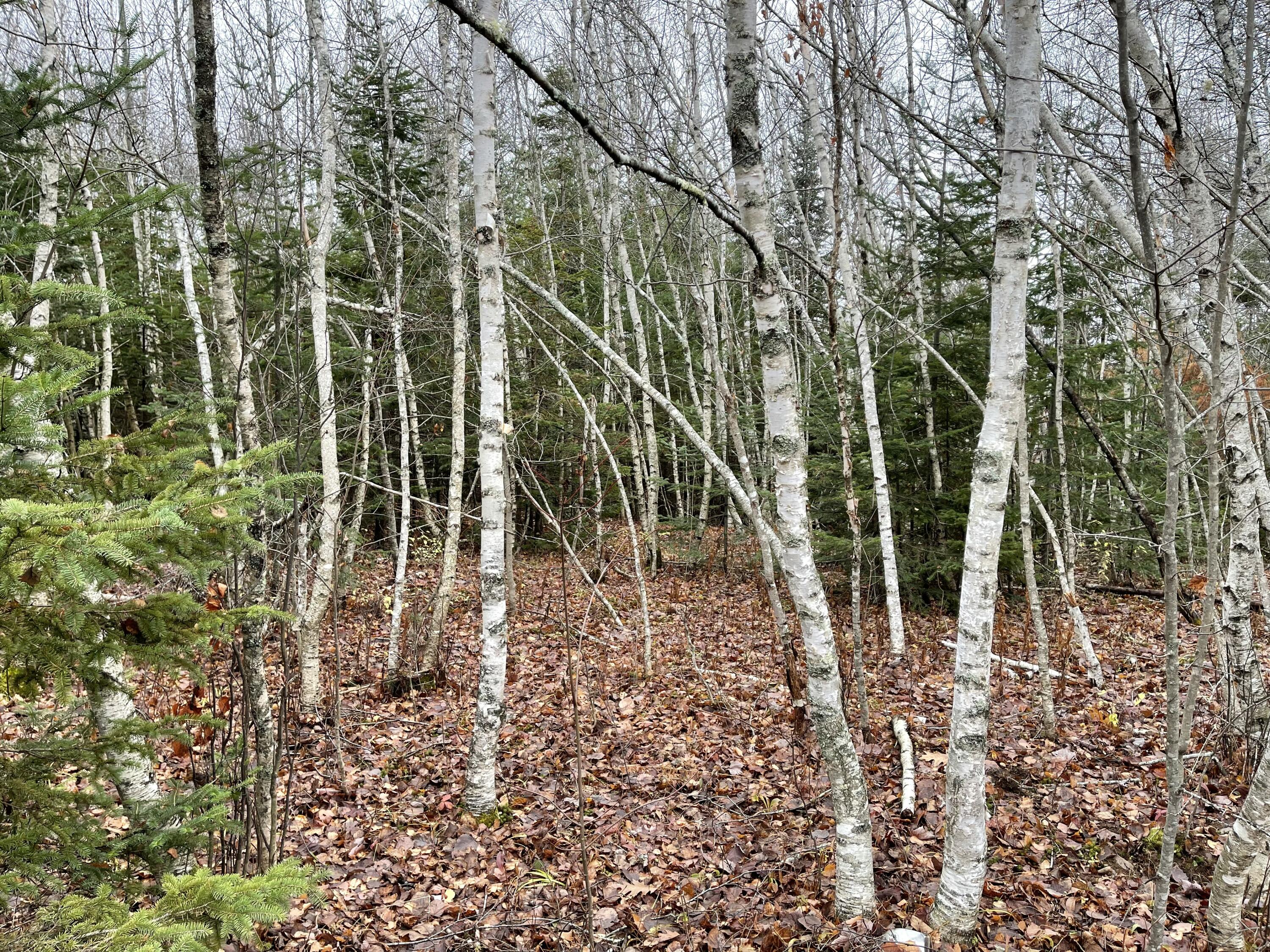 194 East Gulch Road Thorndike, ME 04986 - Photo 9 of 19 194 Gulch Road
