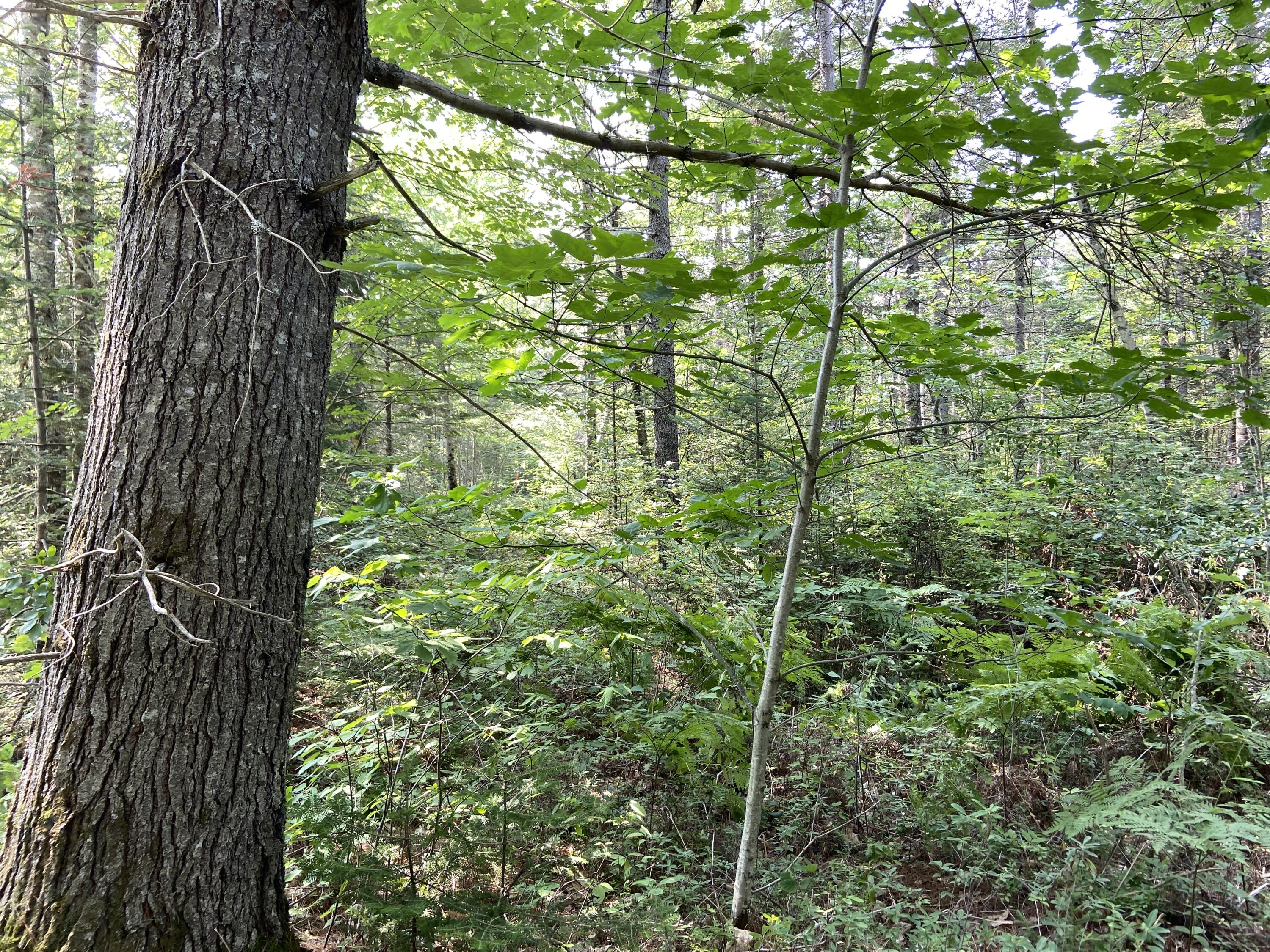 Lot 8 Georgetown Woods Road Columbia Falls, ME 04623 - Photo 11 of 13 A179FEE7-4484-4F25-B4F0-B452E8B694AF