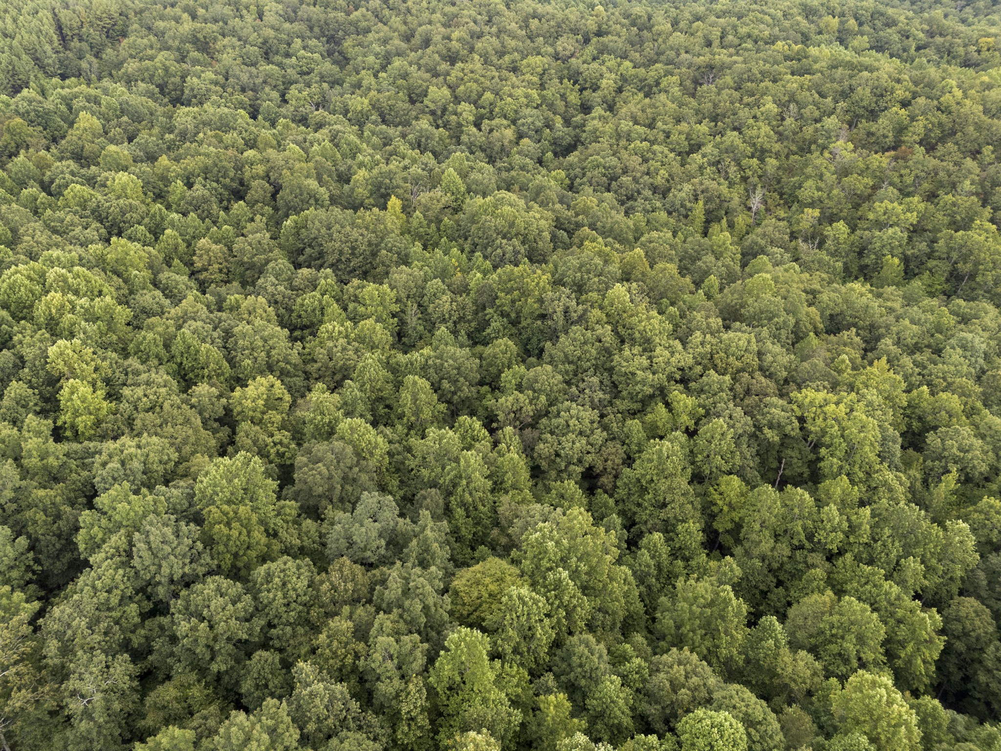 0 Wades Branch Road Centerville, TN 37033 - Photo 14 of 19 Gallery Image 14