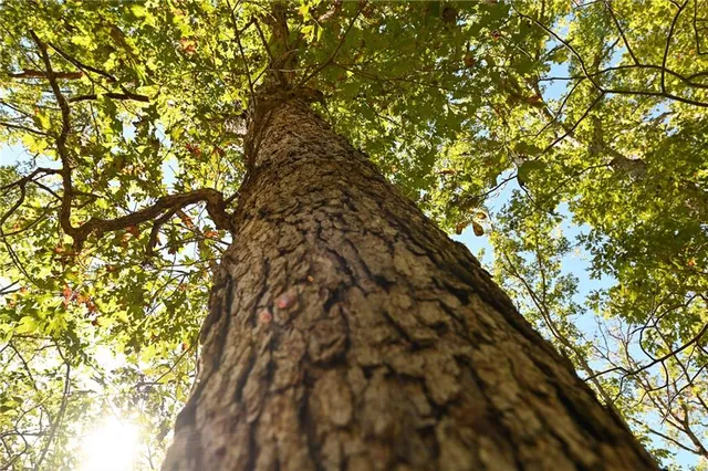 $869,000 | 33981 County Road 96, Cross Timbers, MO 65634