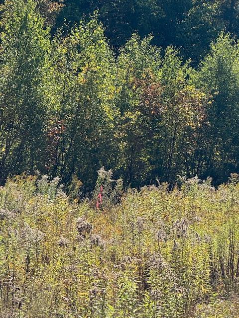 Lot 2 Oak Hill Road Norridgewock, ME 04957 - Photo 11 of 16 IMG_6230