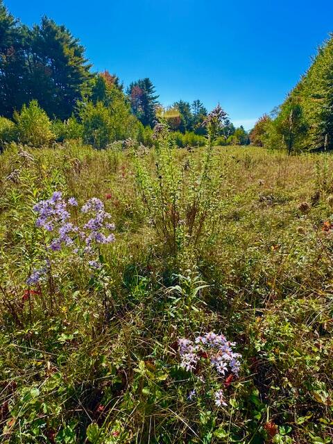 Lot 2 Oak Hill Road Norridgewock, ME 04957 - Photo 5 of 16 IMG_6235