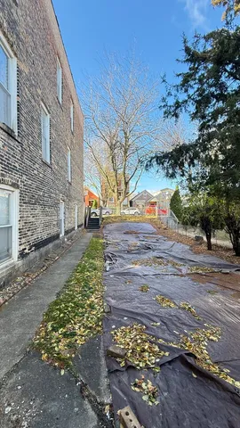 a street view with large trees