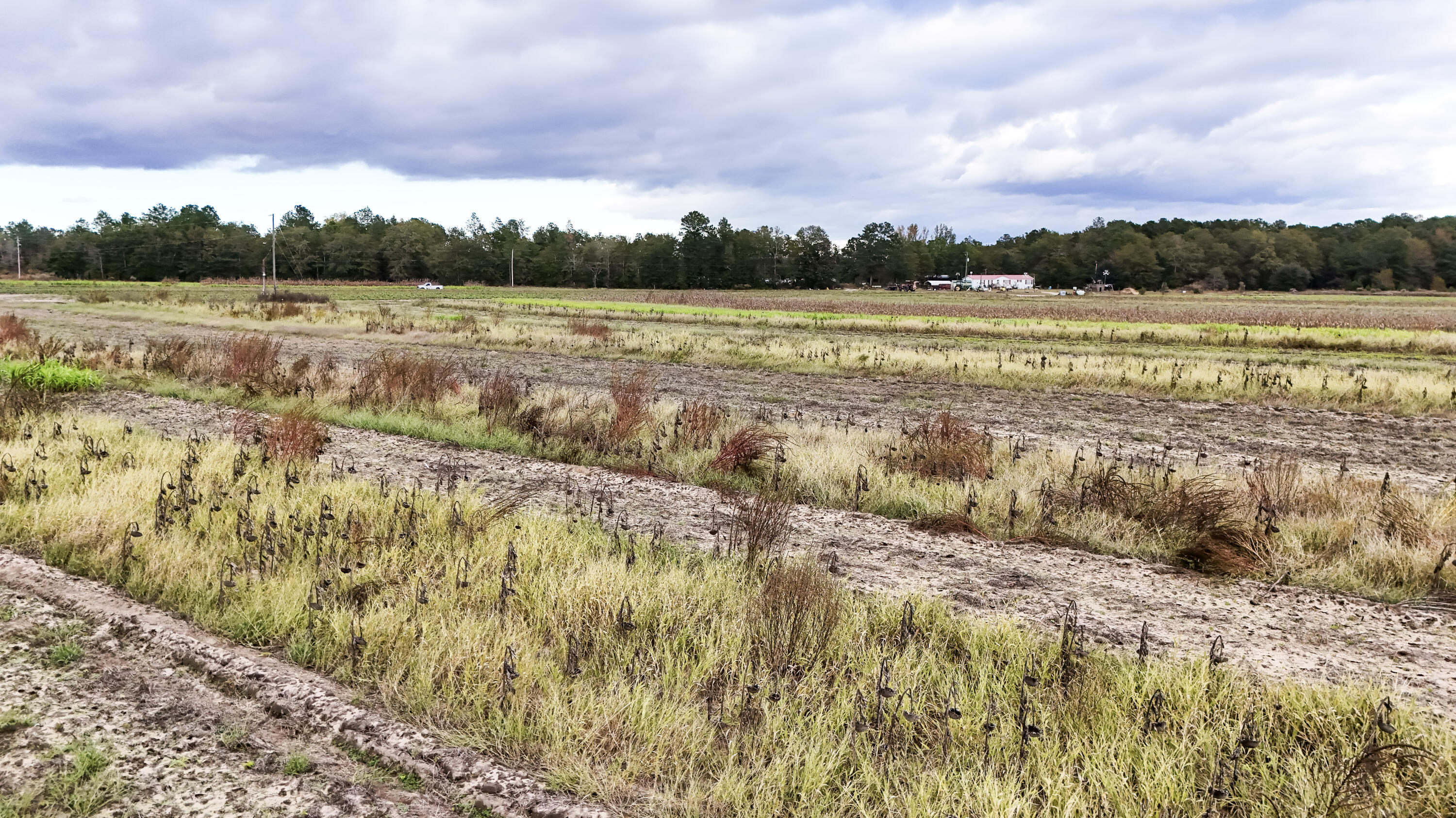 0 Chavis Road Blackville, SC 29817 - Photo 21 of 22 20-DJI_20251031050121_0253_D