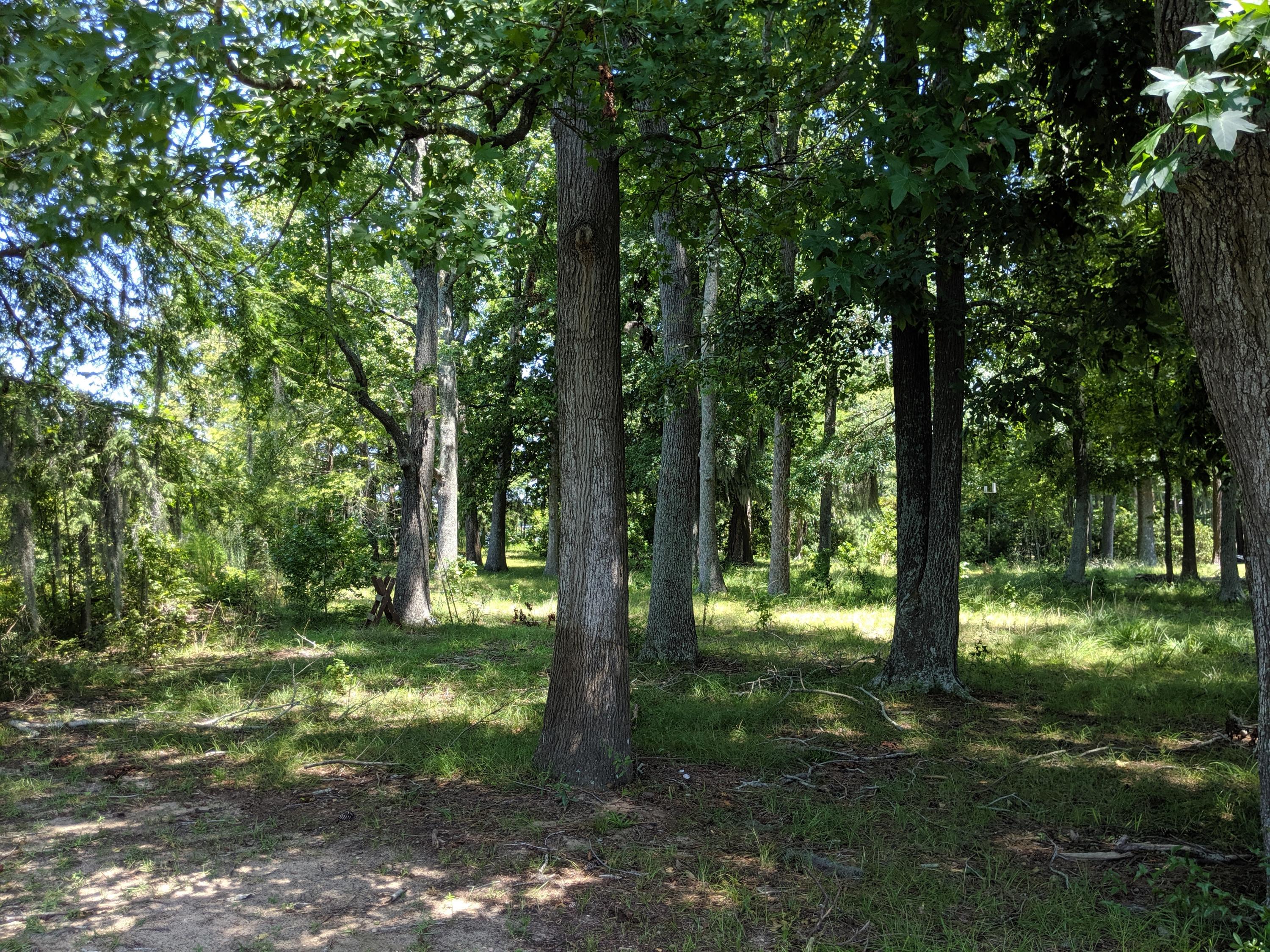2210 Princess Pond Road Summerton, SC 29148 - Photo 9 of 57 IMG_20190725_140610